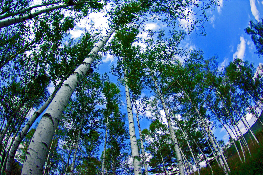 白樺の森　IMGP8440zz