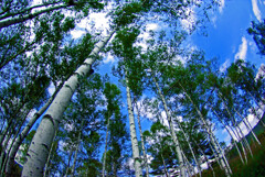 白樺の森　IMGP8440zz