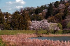 午後の気怠さ　IMGP4305zz