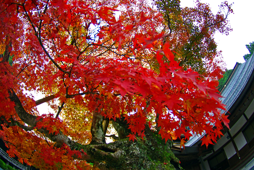 魚の眼で見た紅葉　IMGP0020z