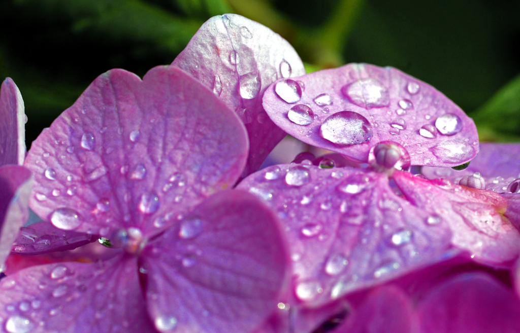 雨が似合う花　IMGP6487z