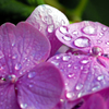 雨が似合う花　IMGP6487z