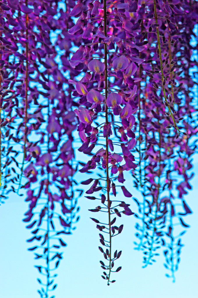 花房　IMGP7022zz