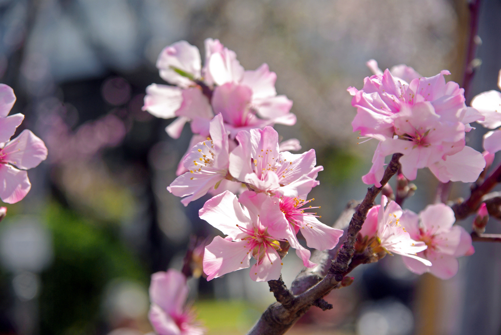 桜の花とそっくりさん　IMGP8222zz