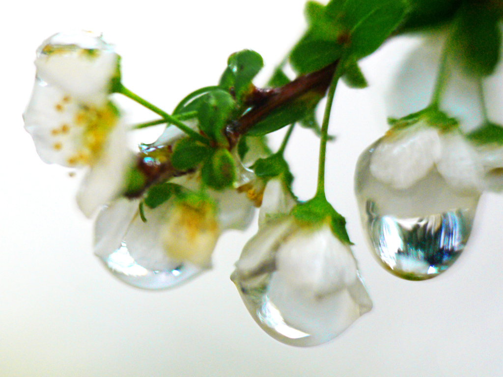 雨に咲く花　P1250779zzｚ