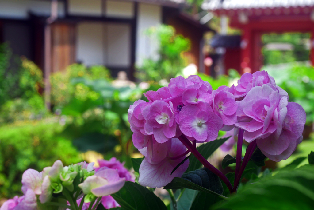 咲き誇る　P1200143zz