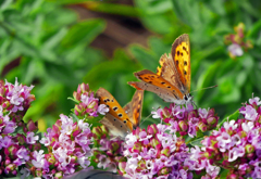 恋の季節　P1190781zz