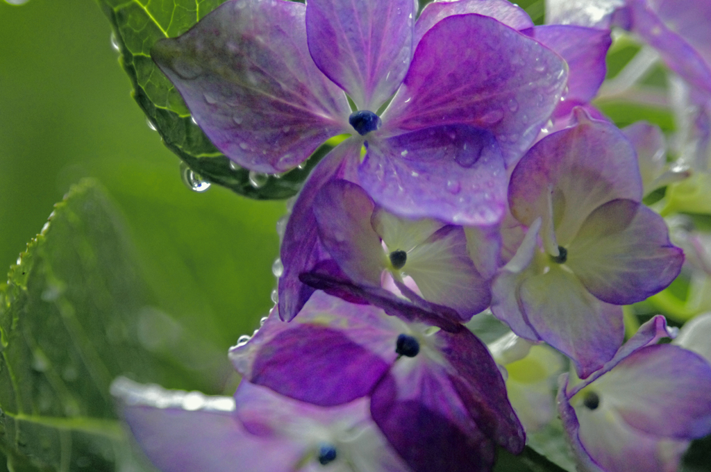 雨もまた楽し　IGP5679zz