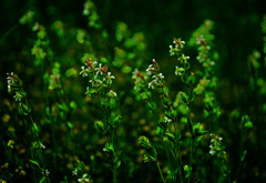 咲き競う名も知らぬ草花　P1200823zz