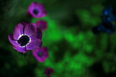 F1.2レンズで写してみました　IMGP0687zz