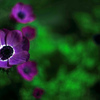 F1.2レンズで写してみました　IMGP0687zz