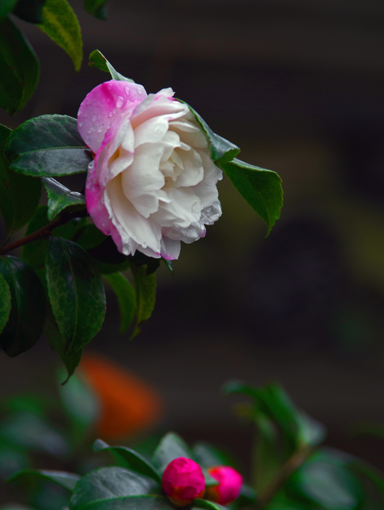 街角の山茶花　IMGP1289zz