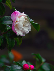 街角の山茶花　IMGP1289zz
