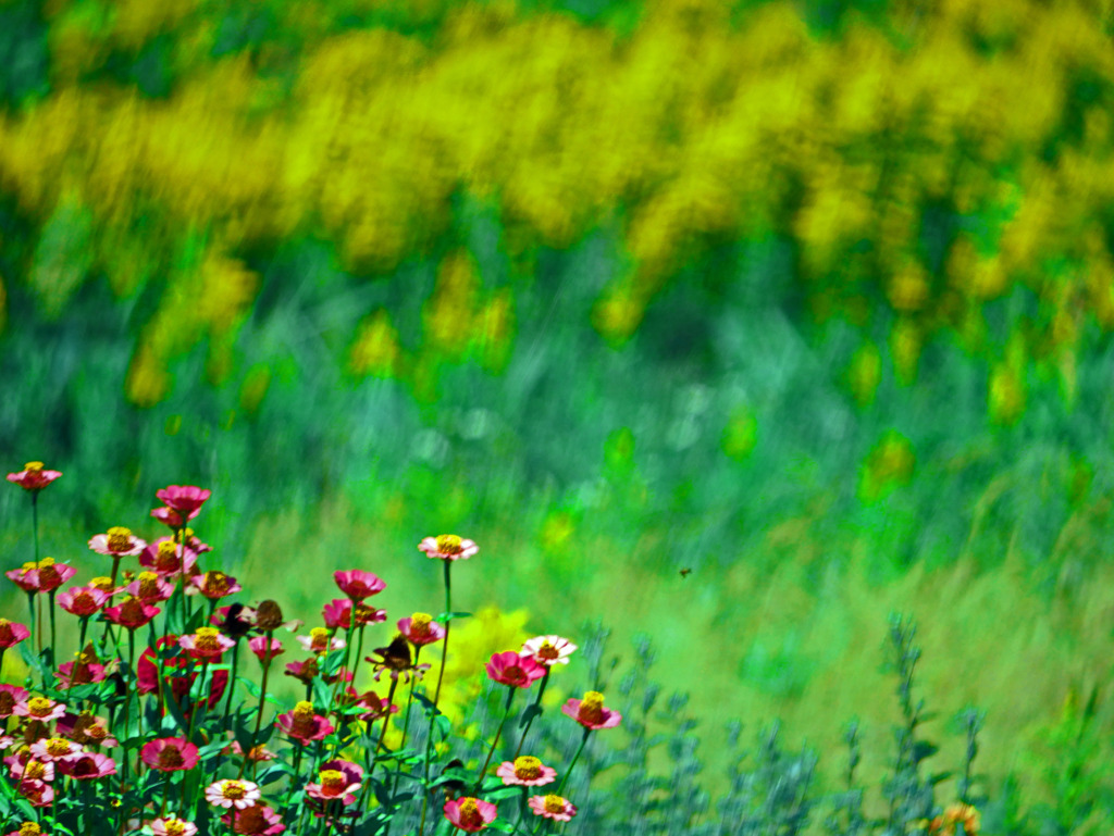 ジニアとセイタカアワダチソウ　P1470754zz