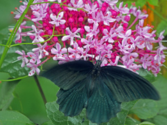 ボタンクサギとクロアゲハ　P1010072zz