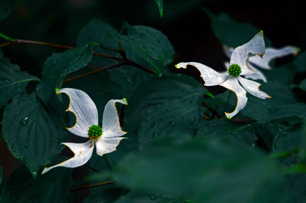 虫食い花　P1540352zz