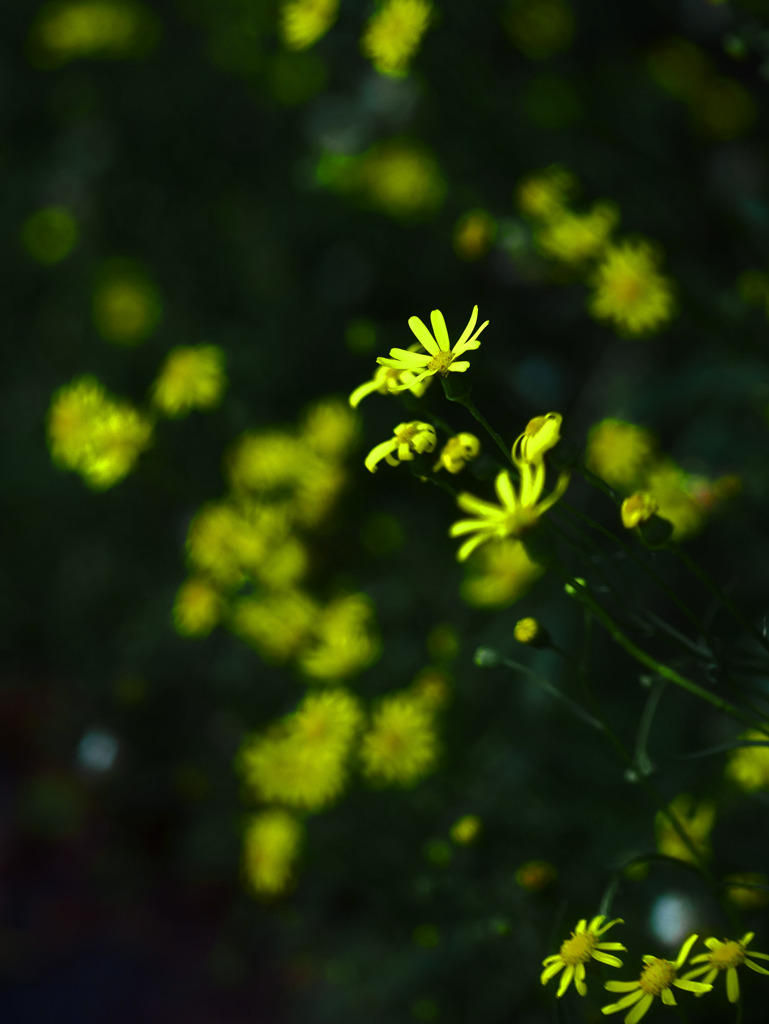 道端で咲いていた小さき花　P1470471zz