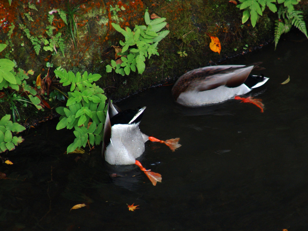 食事中　DSC01455zz