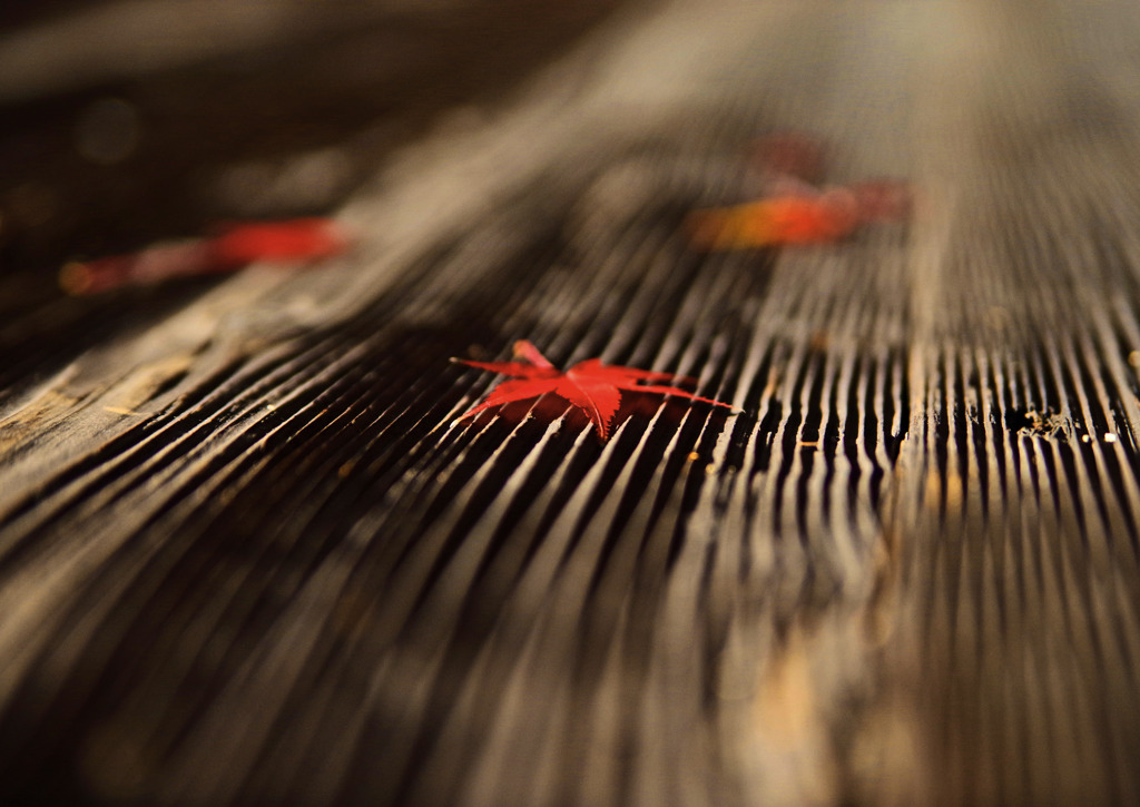 ちりもみじ　IMGP9850zz