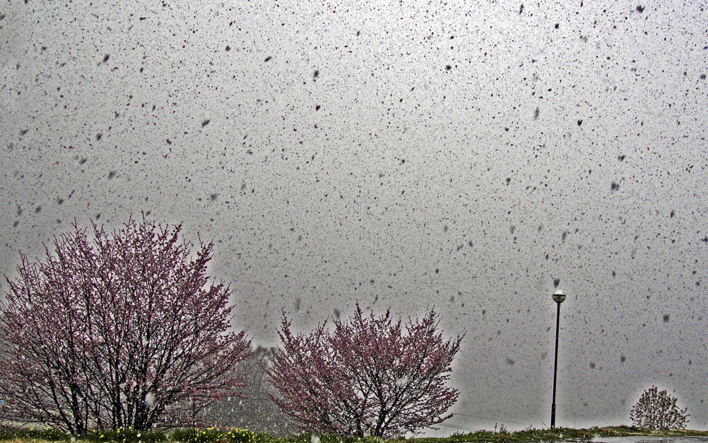 四月に降る雪　IGP0129zz