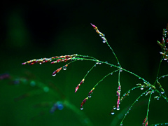雨が上がった　P1680037zz