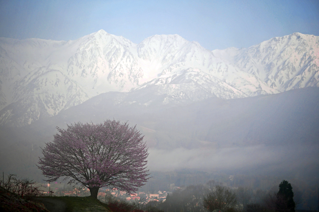 霧の朝　P1150235zz