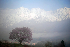 霧の朝　P1150235zz