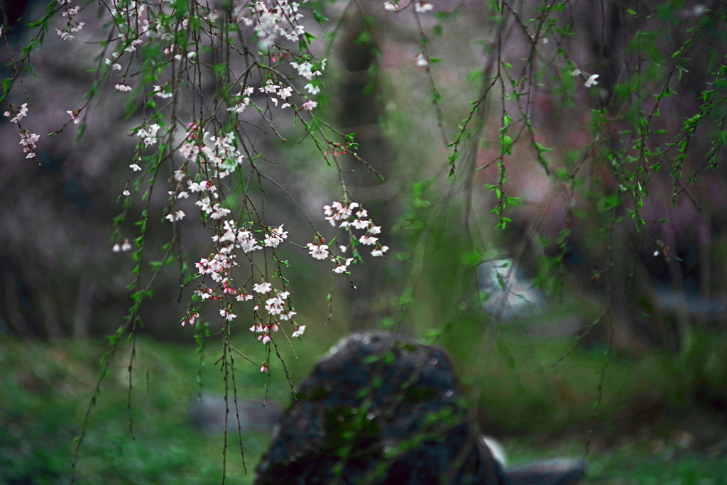 枝垂れⅡ　IMGP1525zz