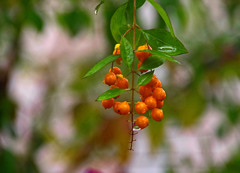 濡れた実　IMGP1723zz