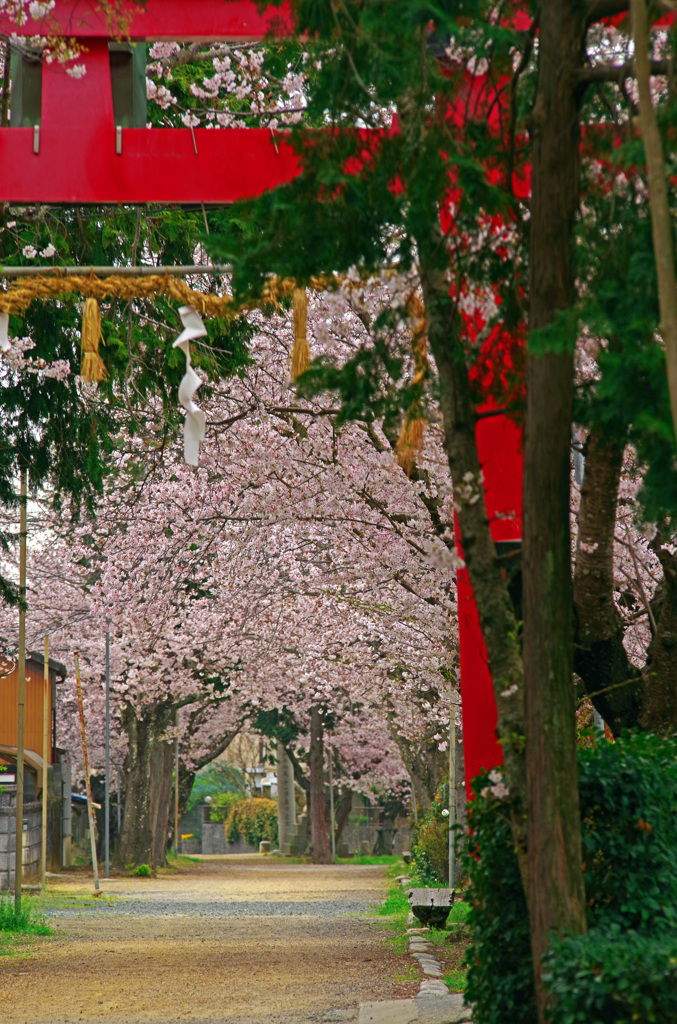鳥居と花の参道　IMGP2742zz