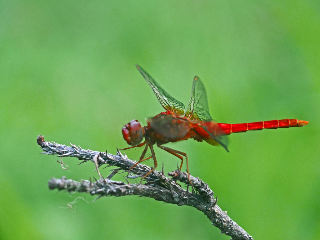赤とんぼ　P1320170zz