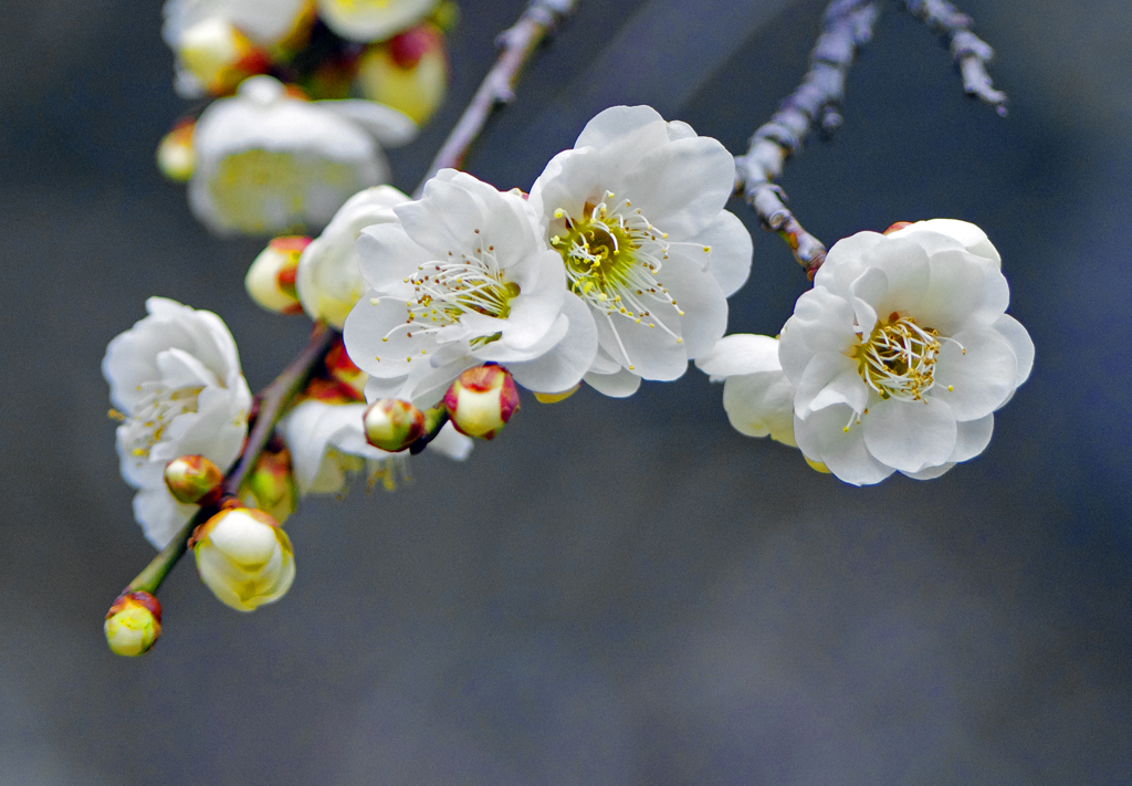 もう春気分　IMG0619zz