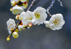 もう春気分　IMG0619zz