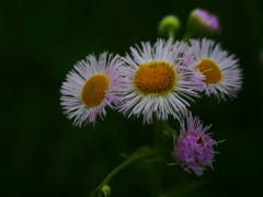 路傍に咲く　P1180866zz