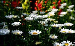 全身に陽をうけて　P1180898zz