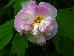 雫を纏う　P1090594zz