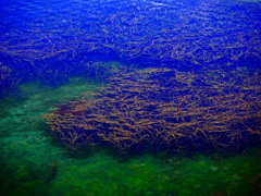 海藻の森　P1540011zz