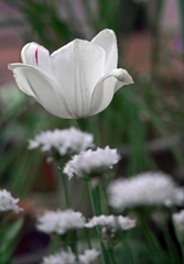 白い花たち〔春〕　P1370933zz