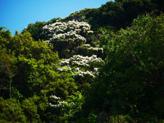 山笑う　P1200034zz