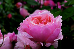At the rose garden　_IGP6393zz