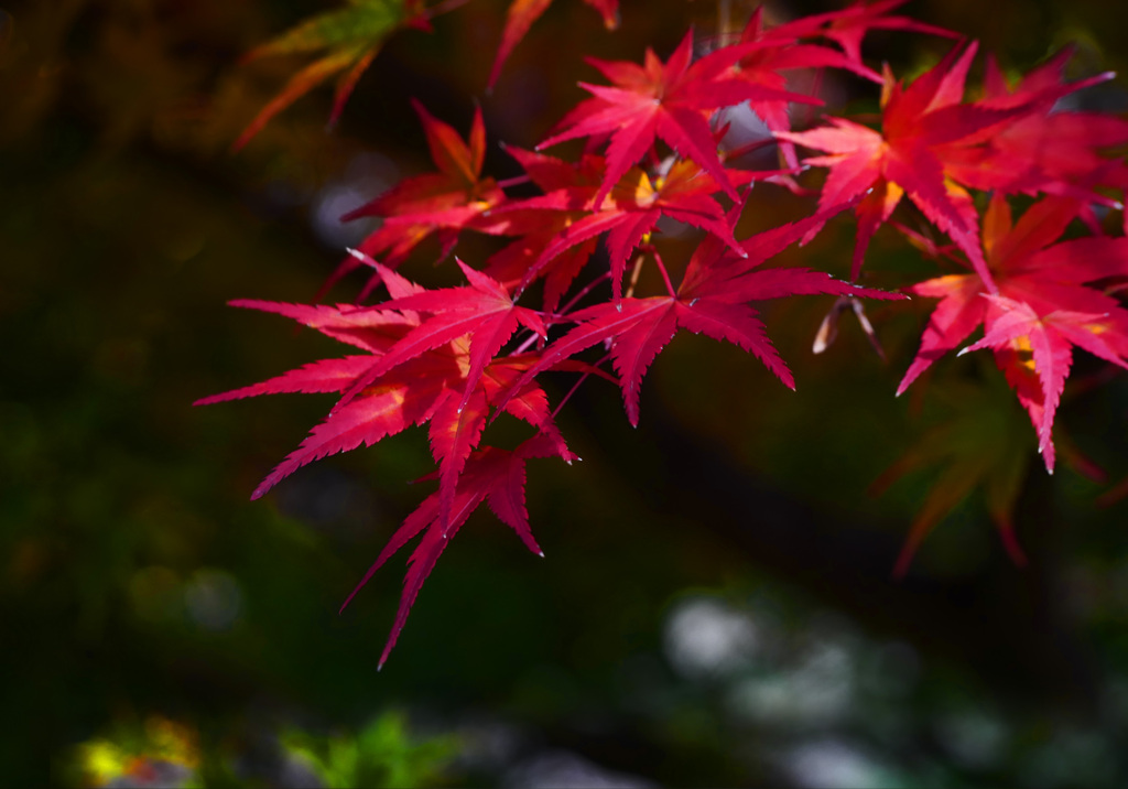 秋 盛り　P1500131zz