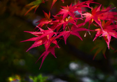 秋 盛り　P1500131zz