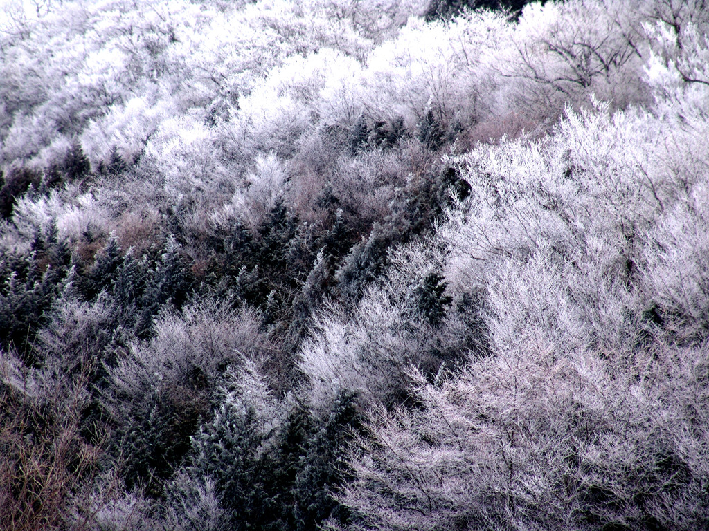 白い森　DSC01661zz