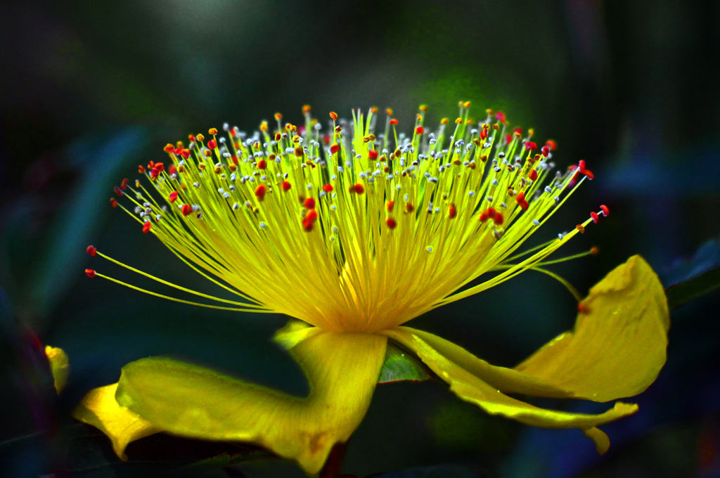 黄金のティアラ　P1400417zz