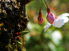 胴吹き桜　P1140315z