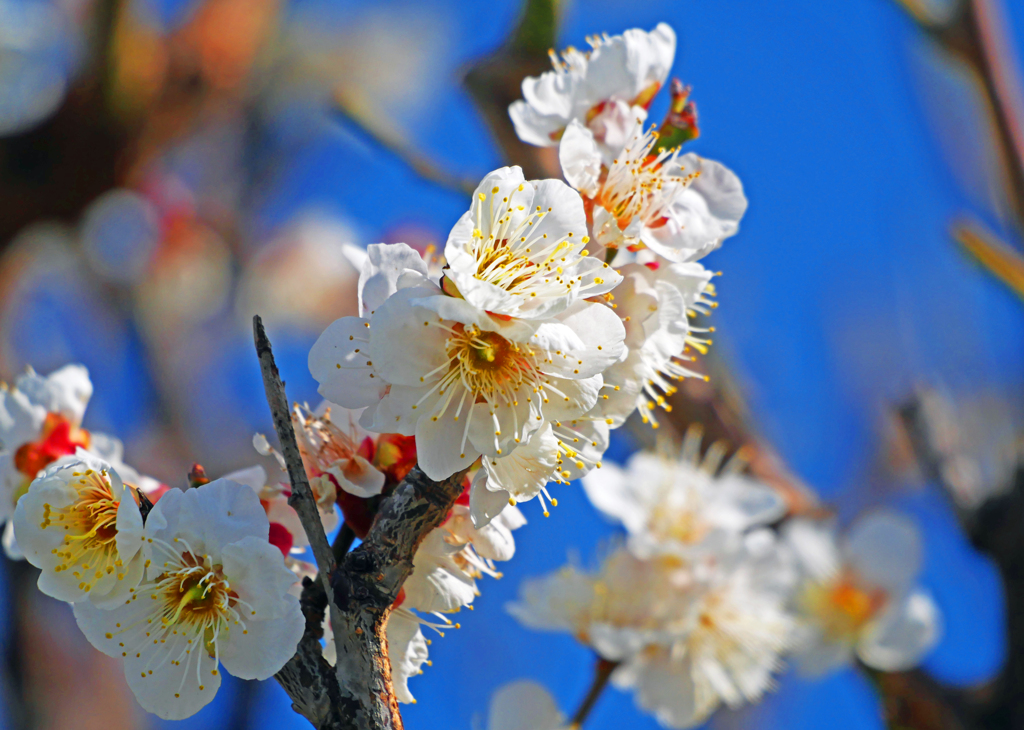 春爛漫　P1080407zz