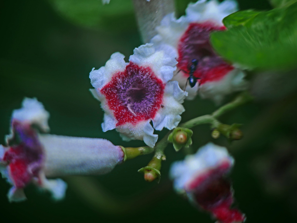 ヘクソカズラにあり～　P1320626zz