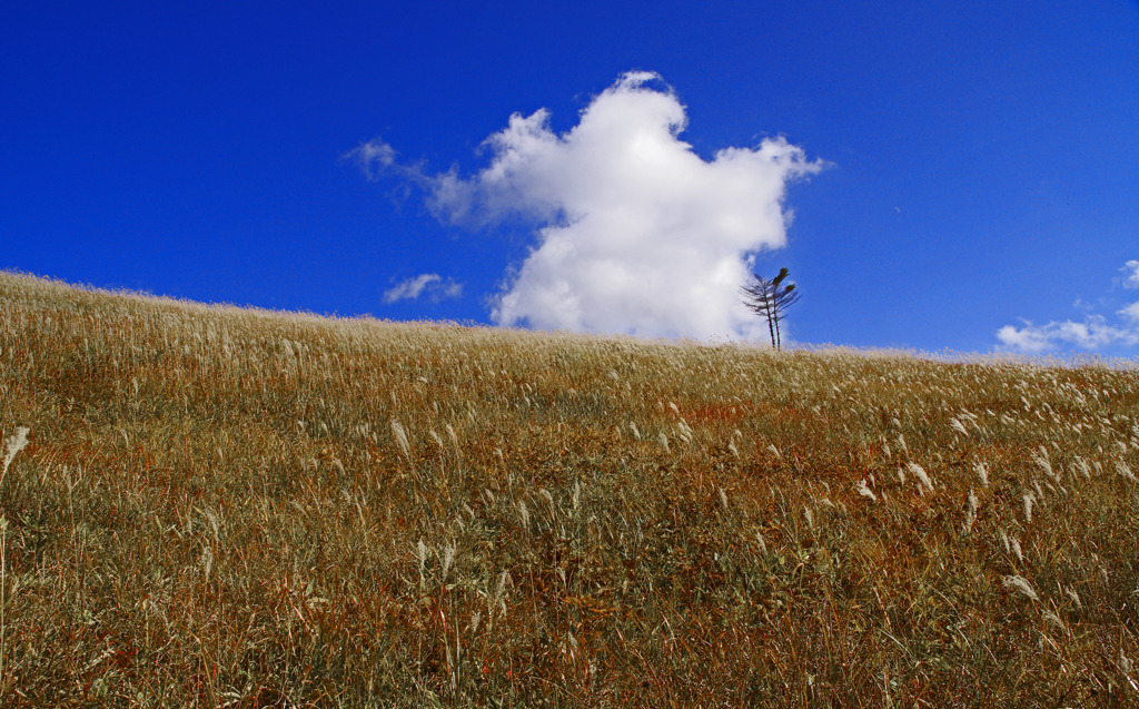 ススキの原に白い雲　IGP0361zz
