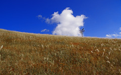 ススキの原に白い雲　IGP0361zz