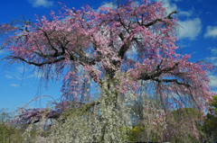 満開の祇園しだれ桜　IGP3297zz